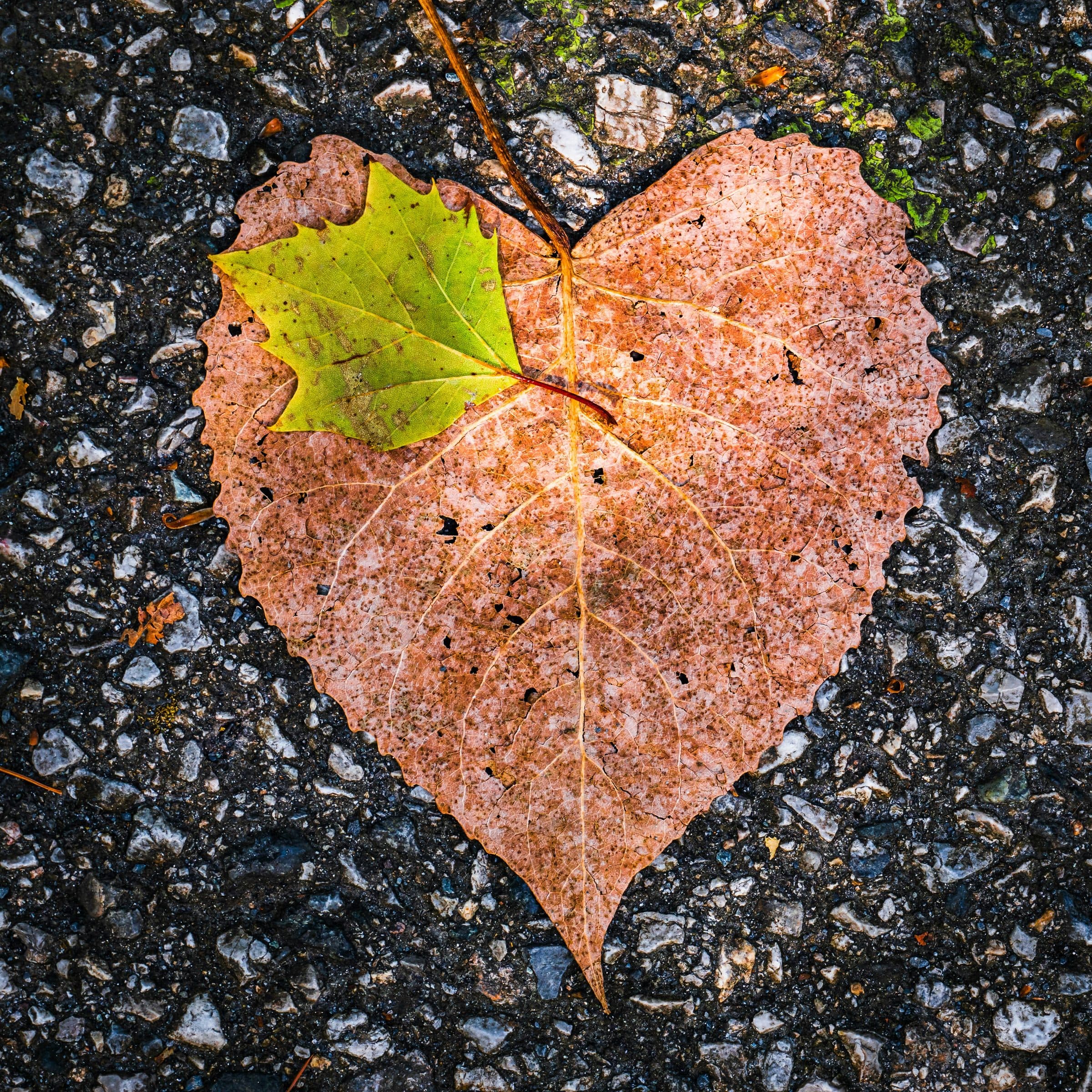 A heart-shaped autumn leaf lying on the ground