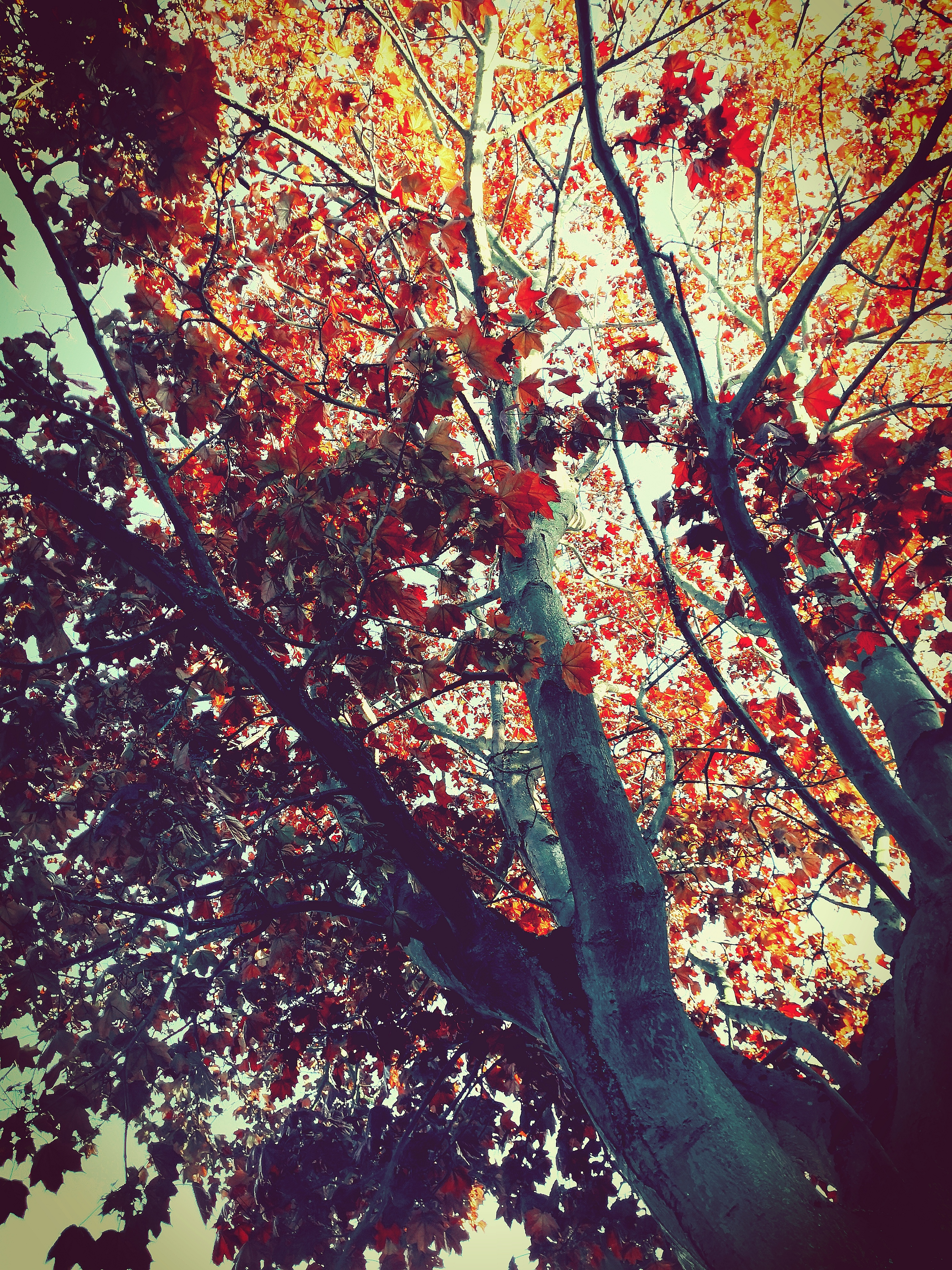 A colourful red and orange tree